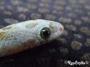 EYE