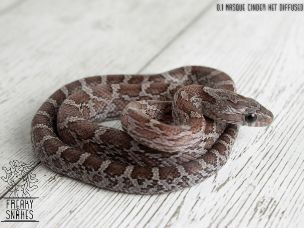 HATCHLING