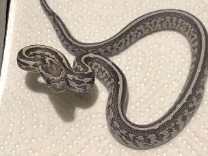 HATCHLING