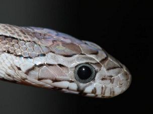 EYE