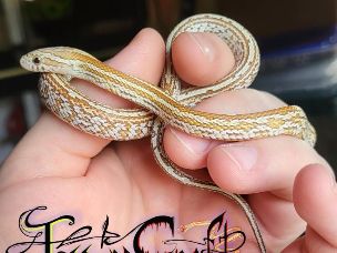 HATCHLING