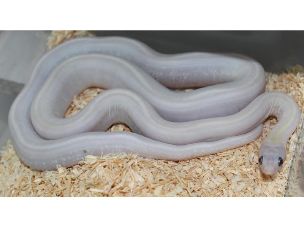 HATCHLING