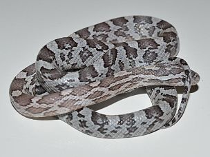 HATCHLING