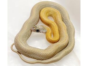 HATCHLING