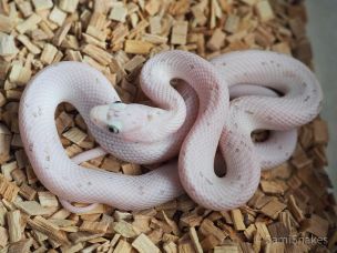 HATCHLING