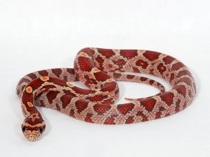 HATCHLING