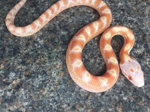 HATCHLING