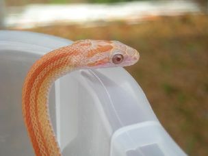 EYE