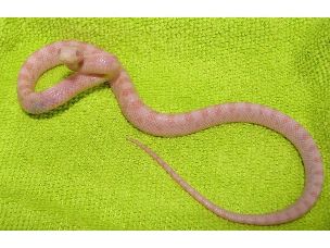HATCHLING