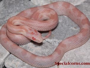 HATCHLING