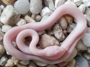 HATCHLING