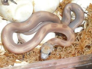 HATCHLING