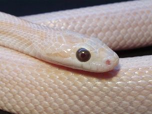 EYE