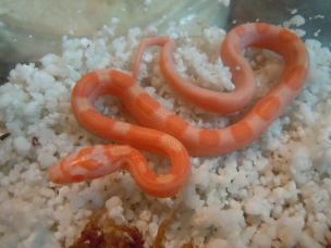 HATCHLING