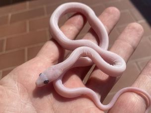 HATCHLING