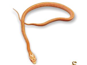 HATCHLING