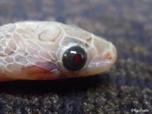 EYE
