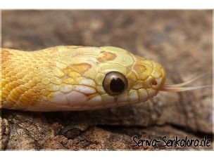 EYE
