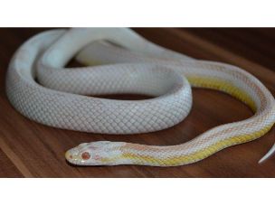 ADULT