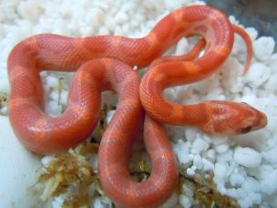 HATCHLING