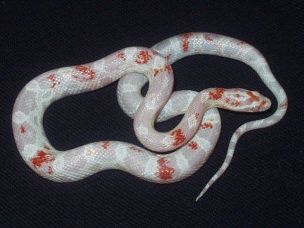 HATCHLING