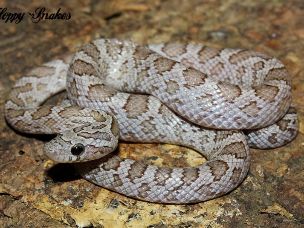HATCHLING