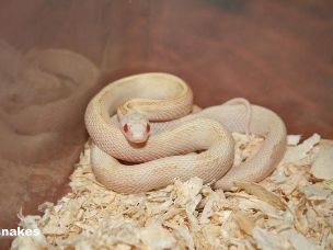 HATCHLING