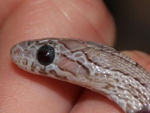 EYE