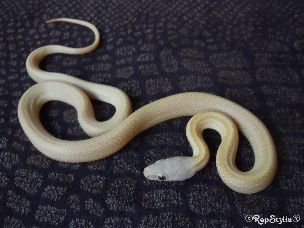 HATCHLING