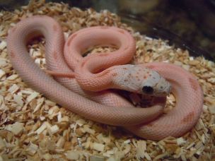 HATCHLING
