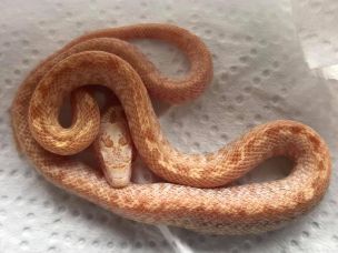 HATCHLING