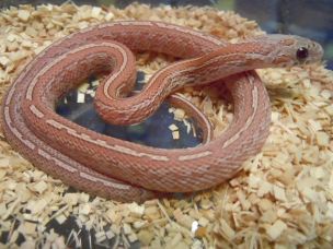 HATCHLING