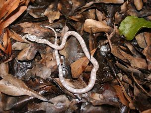HATCHLING