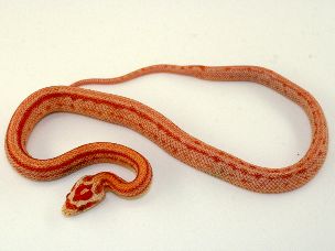 HATCHLING