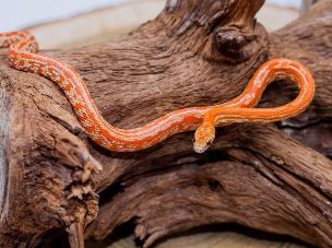 HATCHLING