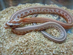HATCHLING