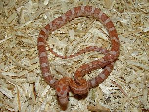 HATCHLING