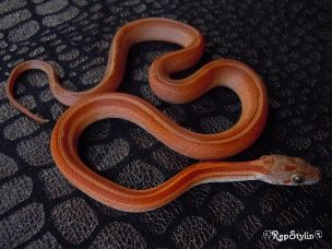 HATCHLING