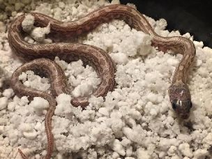 HATCHLING