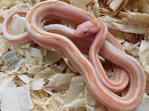 HATCHLING