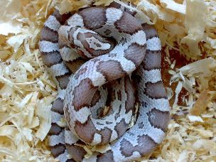 HATCHLING