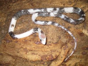 HATCHLING