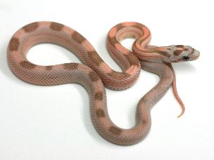 HATCHLING