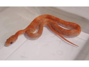 HATCHLING