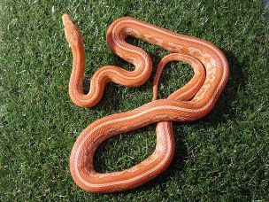 ADULT