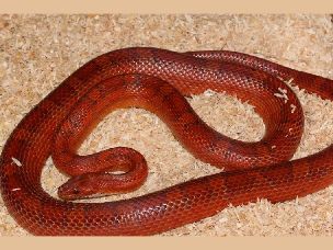 ADULT