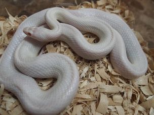 ADULT