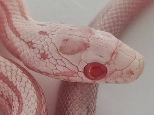 EYE