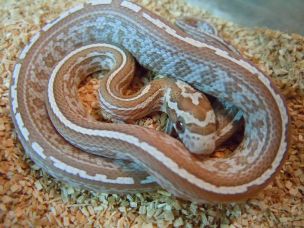 HATCHLING