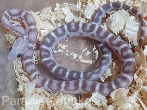 HATCHLING
